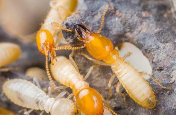 为什么家里会有白蚁，家里有白蚁怎么办？